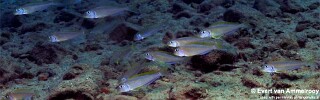 Xenotilapia flavipinnis 'Mkuyu Point'.jpg