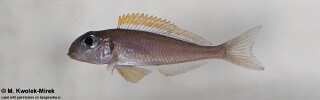 Xenotilapia flavipinnis! 'Kashenge'.jpg