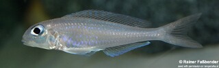 Xenotilapia flavipinnis! 'Milingu'.jpg