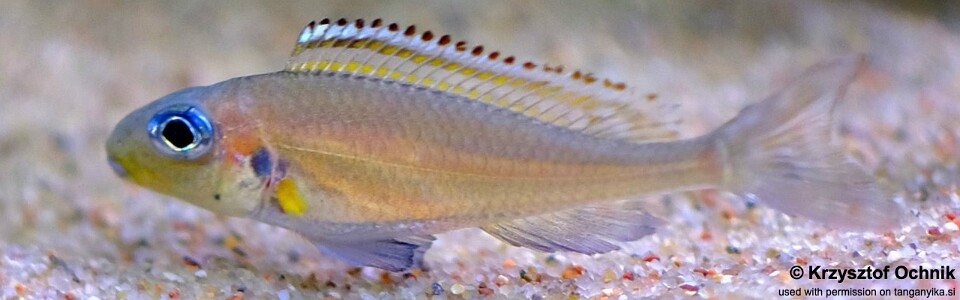 Xenotilapia nasus 'Chituta Bay'