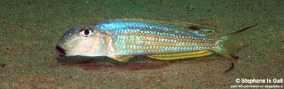 Xenotilapia ochrogenys 'Mabilibili Bay'.jpg