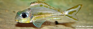 Xenotilapia ornatipinnis! 'Burundi'.jpg