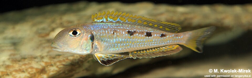 Xenotilapia singularis 'Ndole Bay'<br><font color=gray>Xenotilapia sp. 'ochrogenys ndole' Ndole Bay</font>