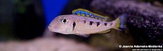 Xenotilapia singularis! 'Mzuri'.jpg