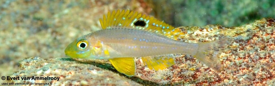 Xenotilapia sp. 'papilio sunflower' Kala Bay