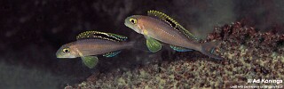 Xenotilapia sp. 'papilio sunflower' Mtosi Bay.jpg