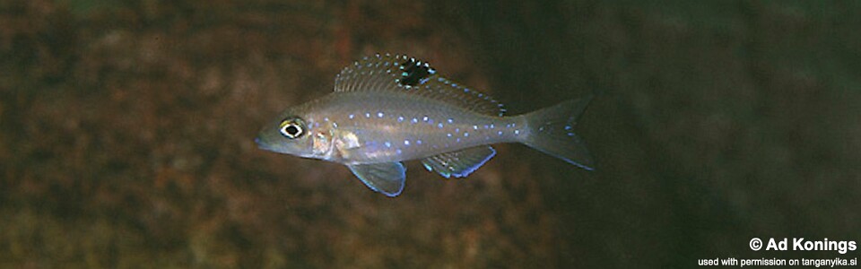 Xenotilapia spilopterus 'Chituta Bay'