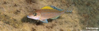 Xenotilapia spilopterus 'Mabilibili Bay'.jpg