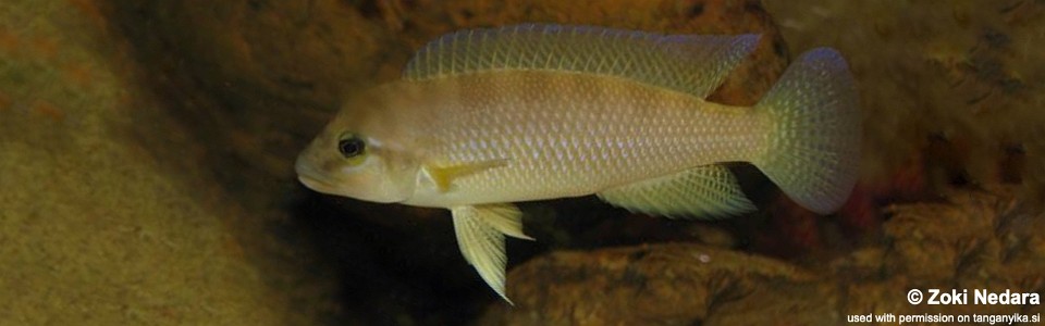 Neolamprologus cf. petricola 'Congo North' Bilila (Kavala) Island