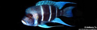 Cyphotilapia gibberosa &#39;Bismarck (Kasanga) Bay&#39; Tanzania