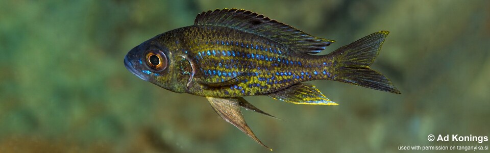 Aulonocranus dewindti 'Bulu Point'