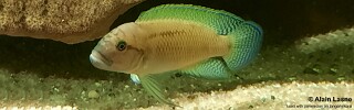 Telmatochromis cf. temporalis 'Cameron Bay'.jpg