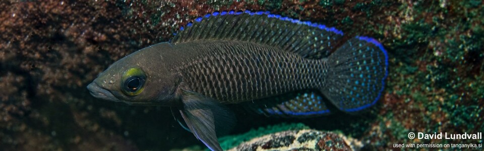 Neolamprologus cf. labrosus 'Cape Chaitika'