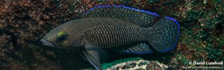Neolamprologus cf. labrosus 'Cape Chaitika'.jpg