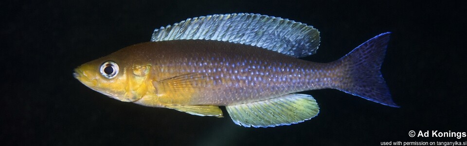 Cyprichromis sp. 'dwarf jumbo' Cape Kabogo<br><font color=gray>Cyprichromis sp. 'leptosoma kigoma' Cape Kabogo</font> 