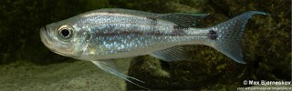 Haplotaxodon microlepis 'Cape Kabogo'.jpg