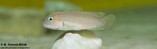 Telmatochromis cf. temporalis 'Cape Kachese'.jpg