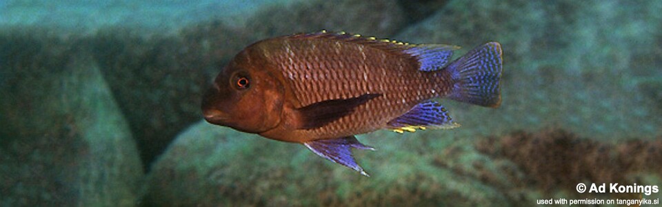 Petrochromis famula 'Cape Kapemba'