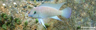 Neolamprologus cf. petricola 'Cape Kapembwa'.jpg