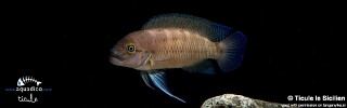 Telmatochromis cf. temporalis 'Cape Munene'.jpg