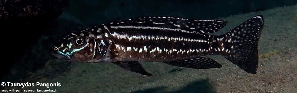 Lepidiolamprologus kendalli 'Cape Nambeyeye'<br><font color=gray>Lepidiolamprologus nkambae 'Cape Nambeyeye'</font>