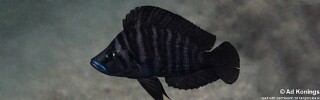 Altolamprologus compressiceps 'Cape Nambeyeye'.jpg