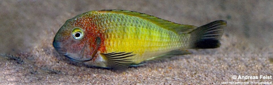 Tropheus moorii 'Linangu'<br><font color=gray>Yellow Rainbow</font> 