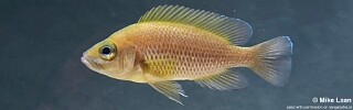 Neolamprologus toae 'Cape Tembwe'.jpg