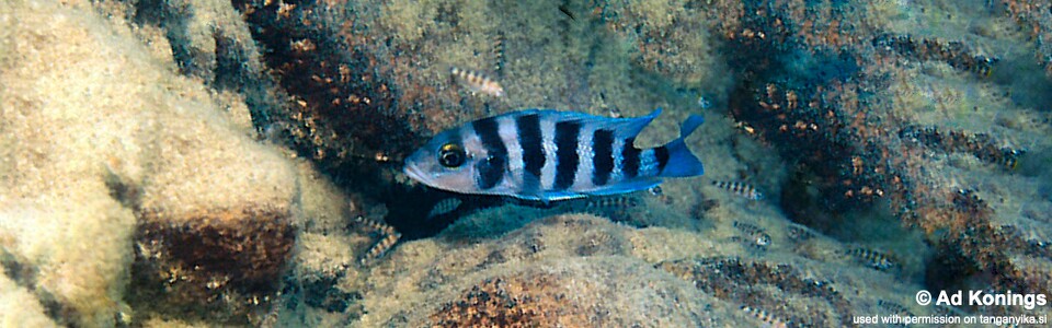 Neolamprologus sexfasciatus 'Chisanse'