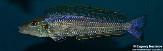 Enantiopus melanogenys &#39;Chisanse&#39;