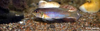 Lamprologus ocellatus 'Chisanse'.jpg
