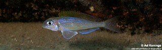 Xenotilapia flavipinnis &#39;Chisanse&#39;