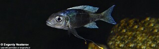 Ophthalmotilapia ventralis 'Chisanse'.jpg