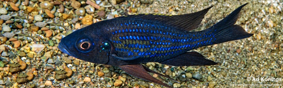 Aulonocranus dewindti 'Chituta Bay'