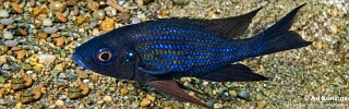 Aulonocranus dewindti 'Chituta Bay'.jpg