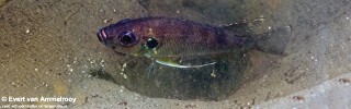 Greenwoodochromis bellcrossi 'Chituta Bay'.jpg