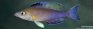 Cyprichromis sp. 'leptosoma jumbo' File Bay.jpg
