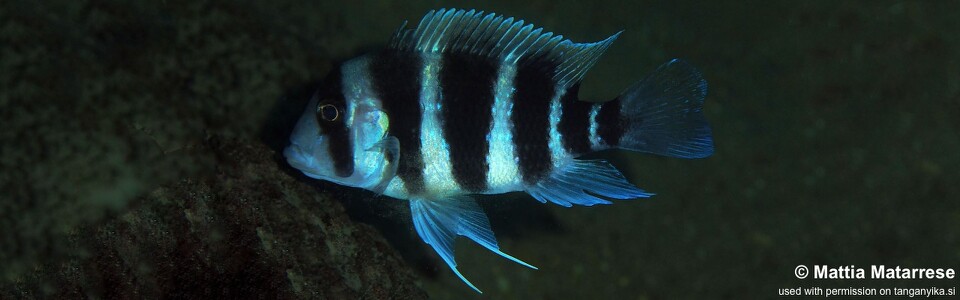 Cyphotilapia frontosa 'Ifala'<br><font color=gray>6-bar frontosa</font>