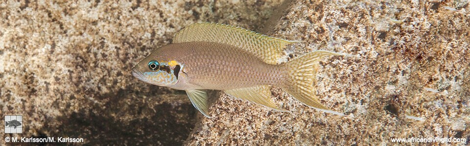 Neolamprologus brichardi 'Ifala'