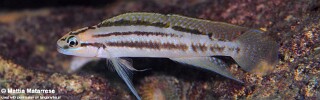 Telmatochromis bifrenatus 'Ifala'.jpg