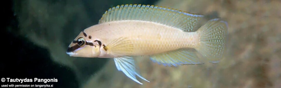 Chalinochromis brichardi 'Isanga Bay'