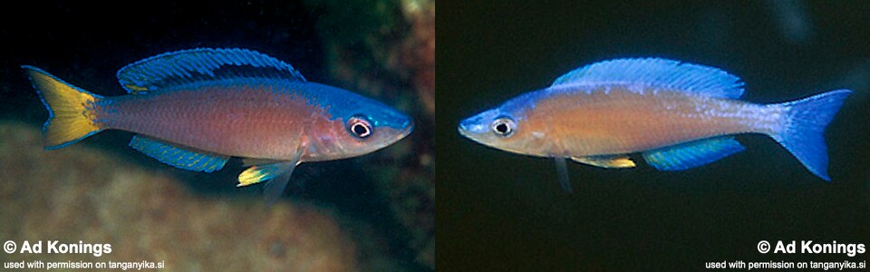 Cyprichromis leptosoma 'Isanga Bay'