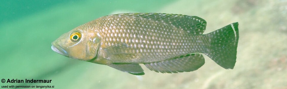 Lamprologus callipterus 'Isanga Bay'