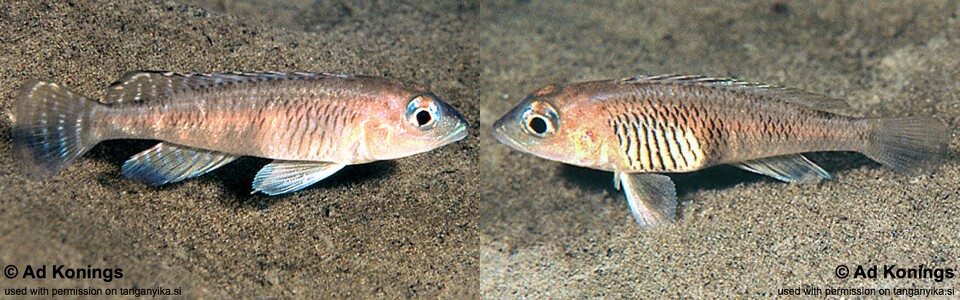 Lamprologus laparogramma 'Isanga Bay'