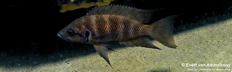 Neolamprologus savoryi 'Isanga Bay'