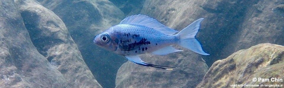 Ophthalmotilapia ventralis 'Isanga Bay'