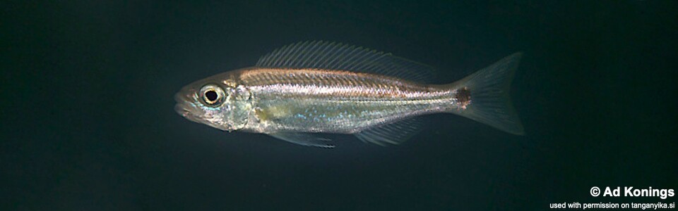 Perissodus paradoxus 'Isanga Bay'<br><font color=gray>Plecodus paradoxus 'Isanga Bay'</font>