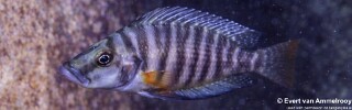 Altolamprologus compressiceps 'Isanga Bay'.jpg