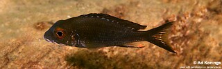 Callochromis macrops 'Isanga Bay'.jpg