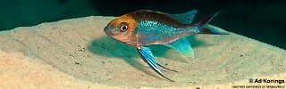 Cyathopharynx furcifer 'Isanga Bay'.jpg